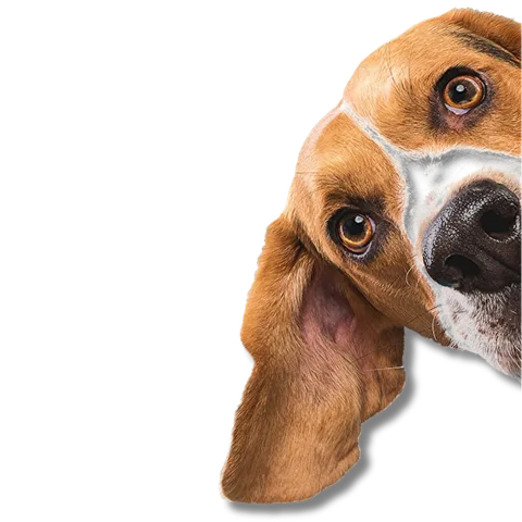Beagle recém-tosado em close