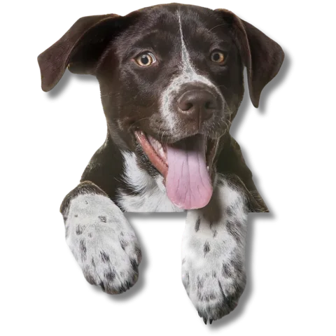 Cão atento aguardando atendimento