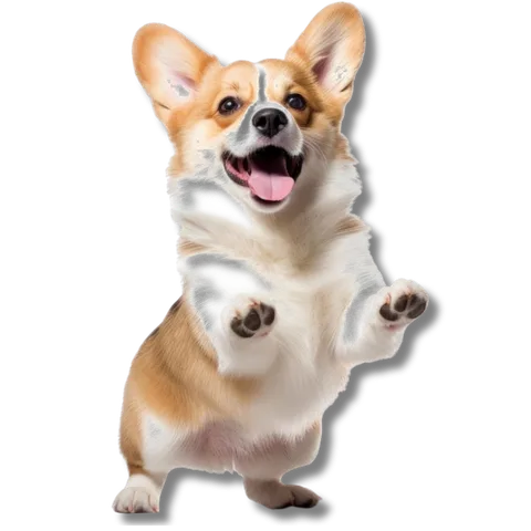 Corgi feliz pulando