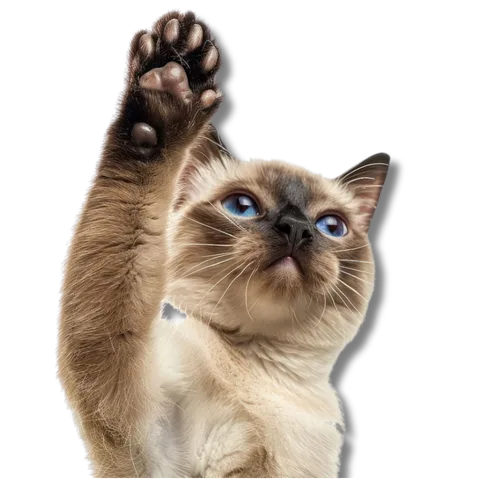 Gato relaxado depois da hidratação