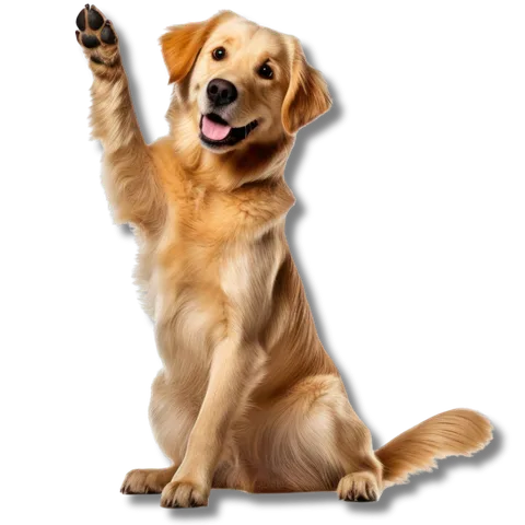 Pet aconchegado durante a hospedagem