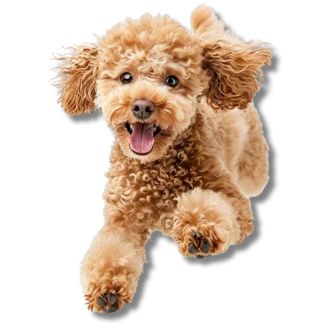 Poodle branco tranquilo para a vacinação